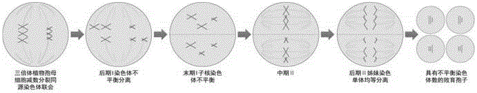 Method for improving polyploid poplar gamete fertility