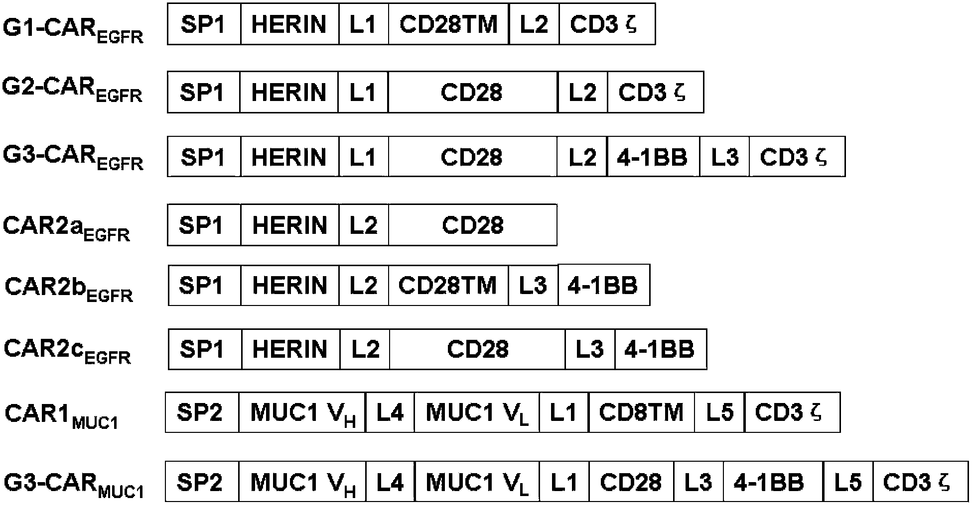 Chimeric antigen receptor combining EGFR (epidermal growth factor receptor) family proteins and composition and uses thereof