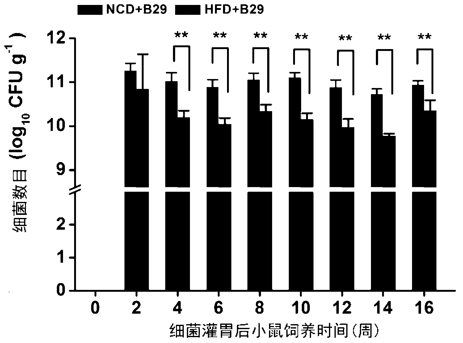 Method of establishing gnotobiotic animal obesity model and application of model