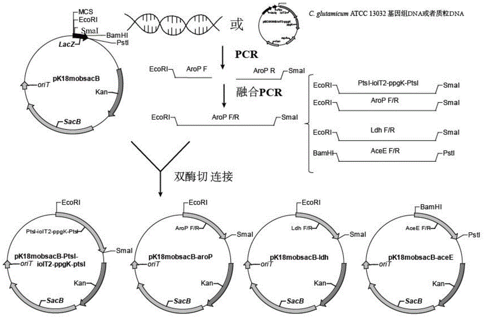 Corynebacterium-glutamicum recombinant strain for increasing conversion rate of L-phenylalanine saccharic acid