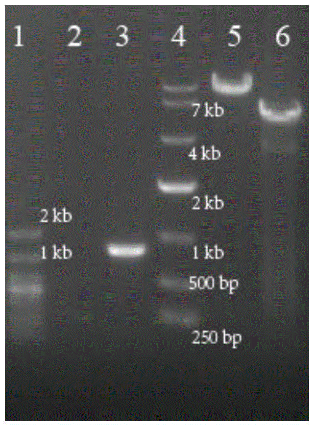 Corynebacterium-glutamicum recombinant strain for increasing conversion rate of L-phenylalanine saccharic acid