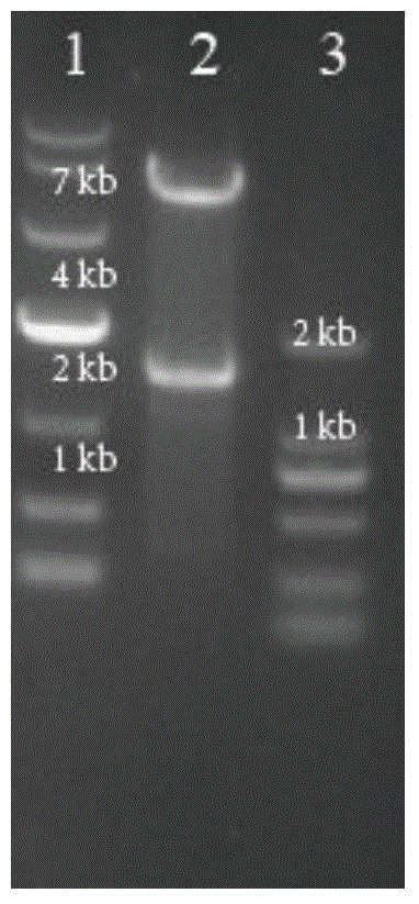 Corynebacterium-glutamicum recombinant strain for increasing conversion rate of L-phenylalanine saccharic acid