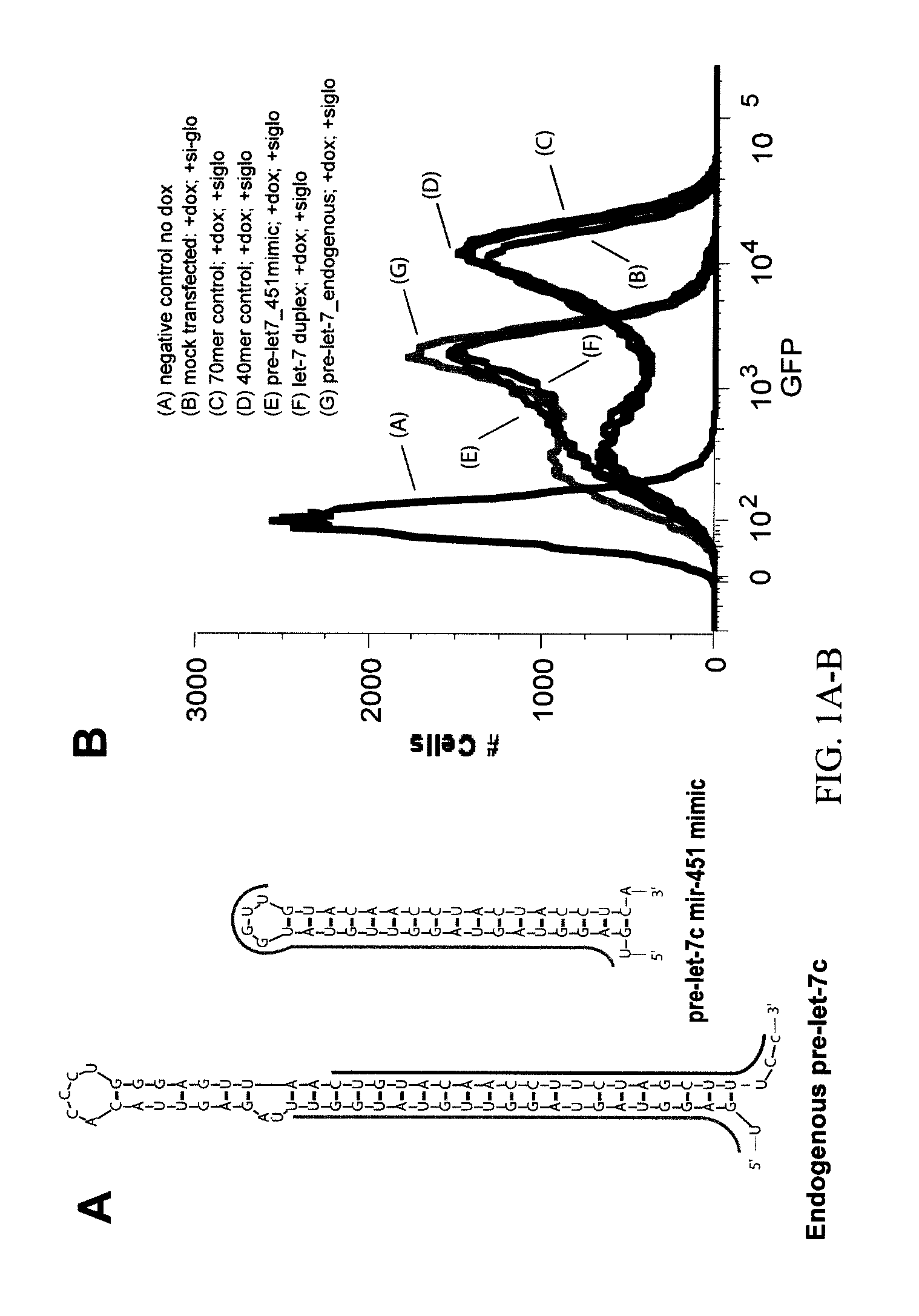 NOVEL STRUCTURALLY DESIGNED shRNAs