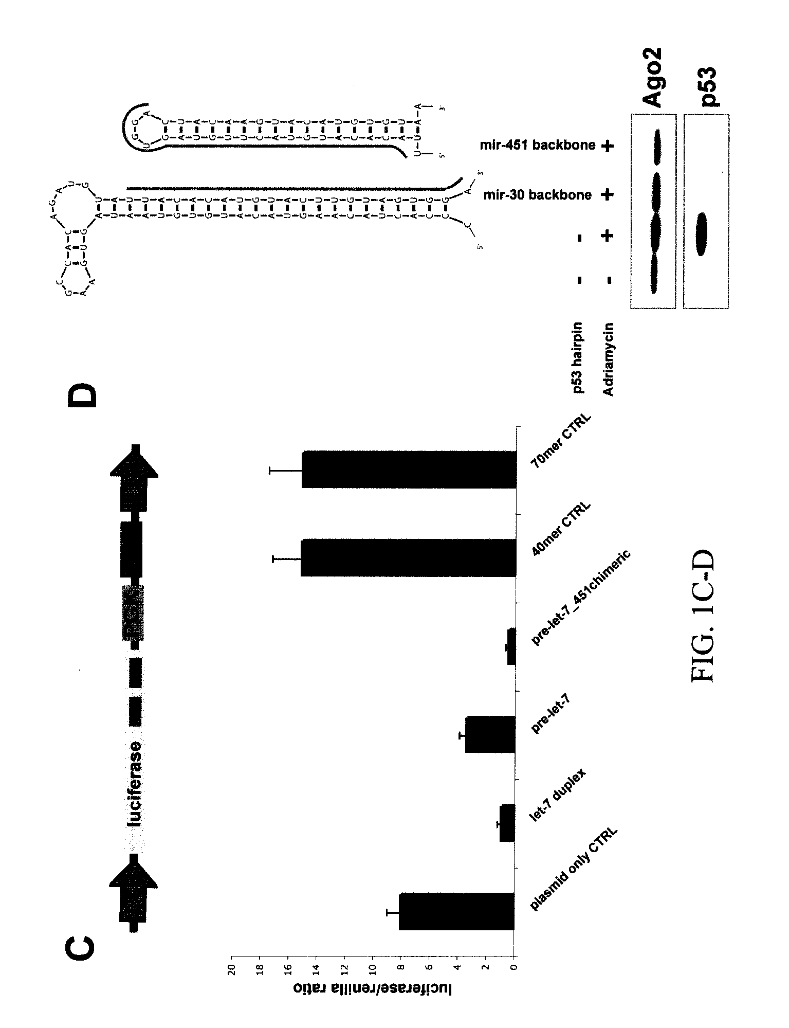 NOVEL STRUCTURALLY DESIGNED shRNAs