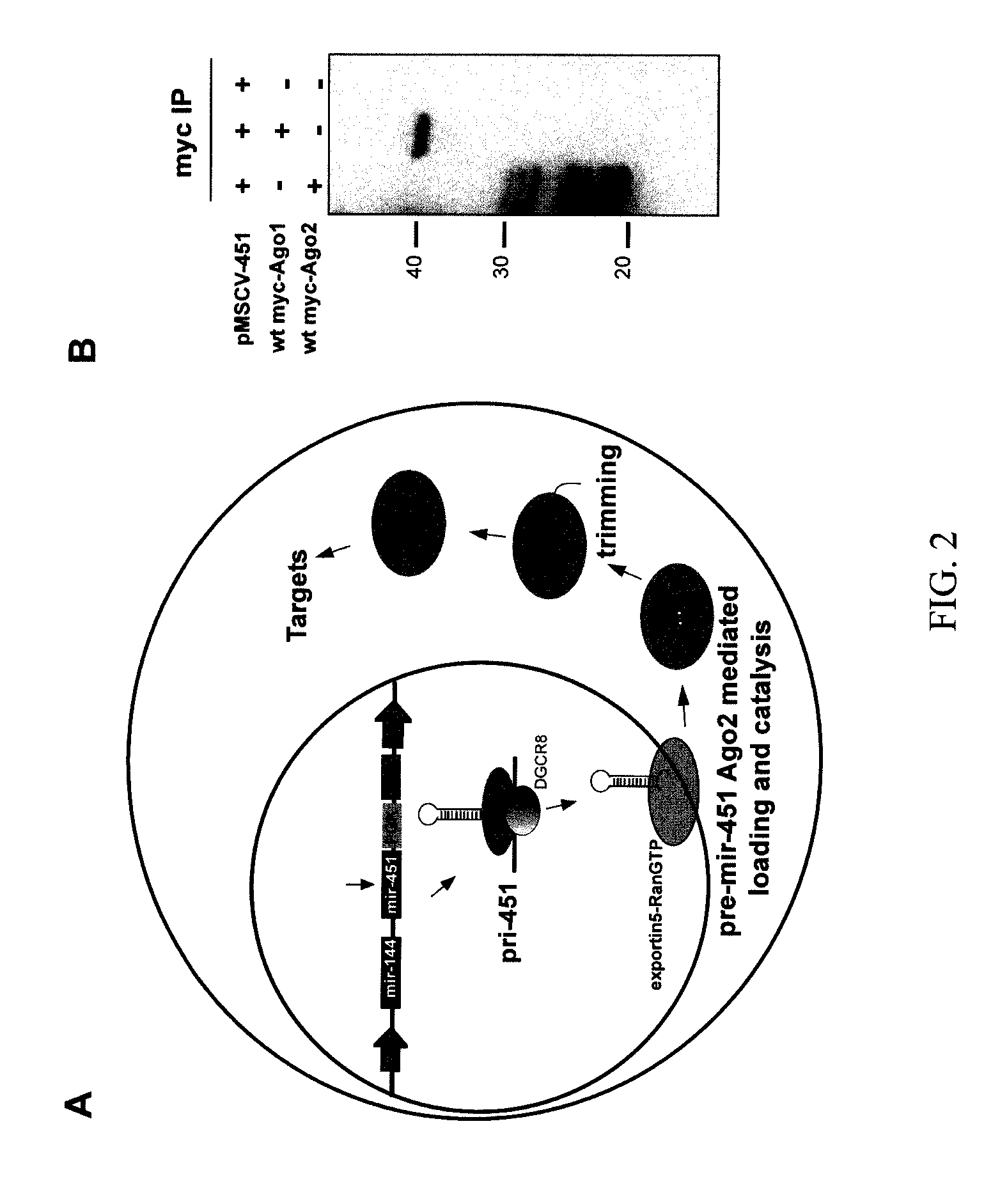 NOVEL STRUCTURALLY DESIGNED shRNAs