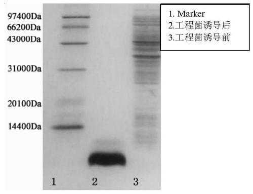 Method for preparing GLP-1 or GLP-1 analogue polypeptides by using escherichia coli to express tandem sequence