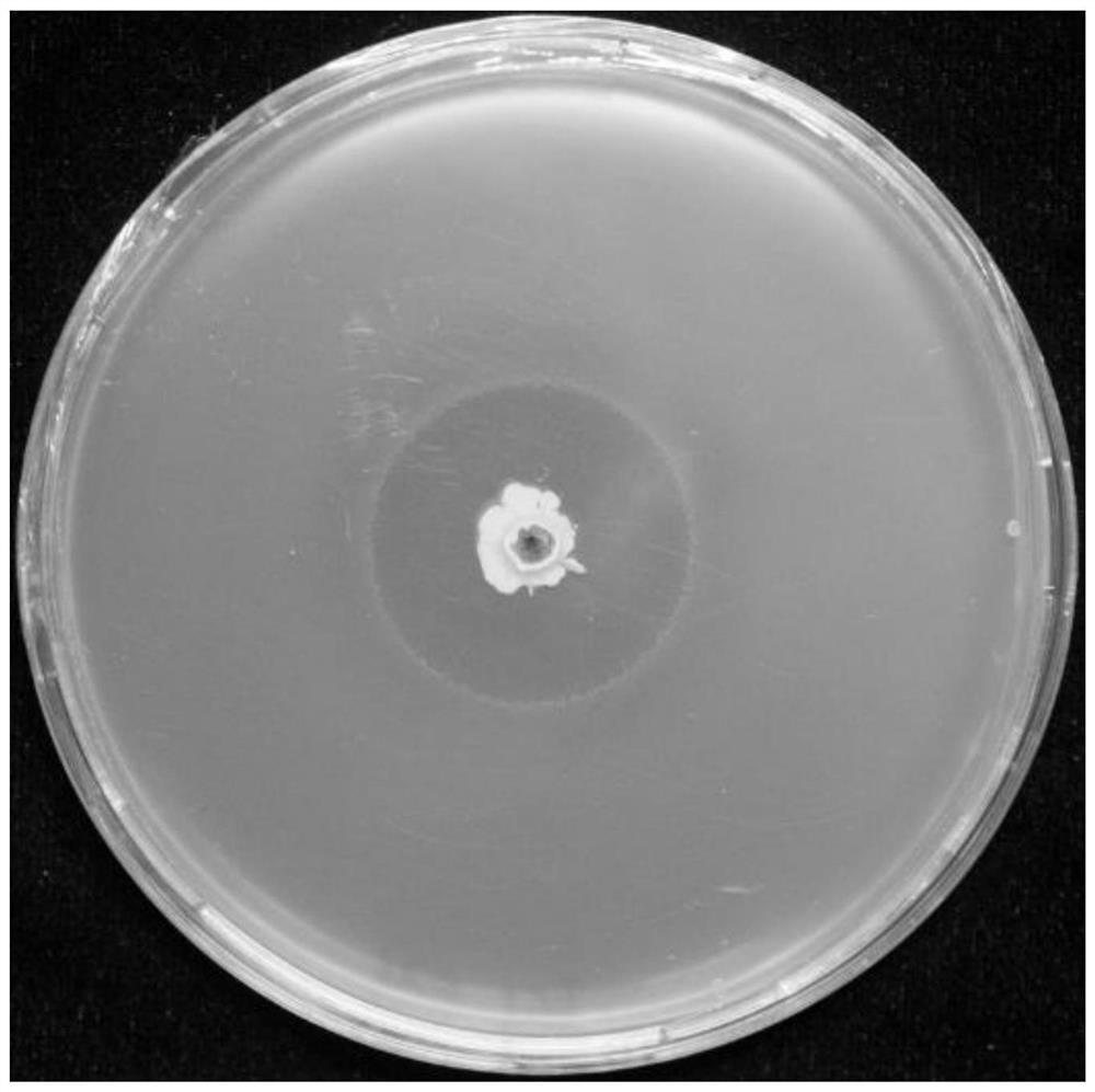 A strain of Bacillus amyloliquefaciens, fermentation product, preparation method and application thereof