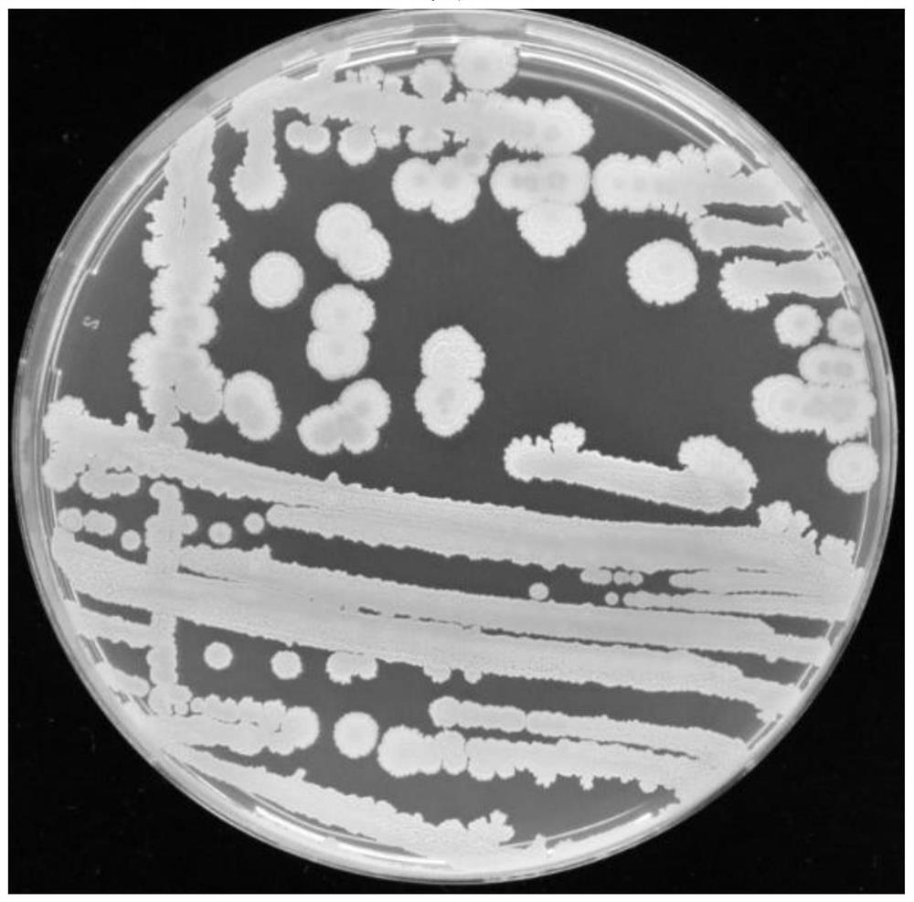 A strain of Bacillus amyloliquefaciens, fermentation product, preparation method and application thereof