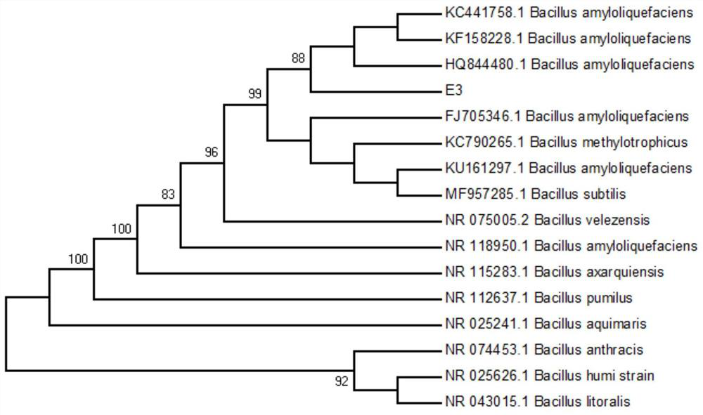 A strain of Bacillus amyloliquefaciens, fermentation product, preparation method and application thereof