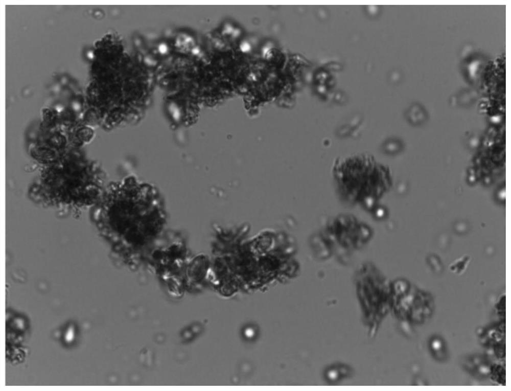 Extraction method of biologically fermented carotenoid