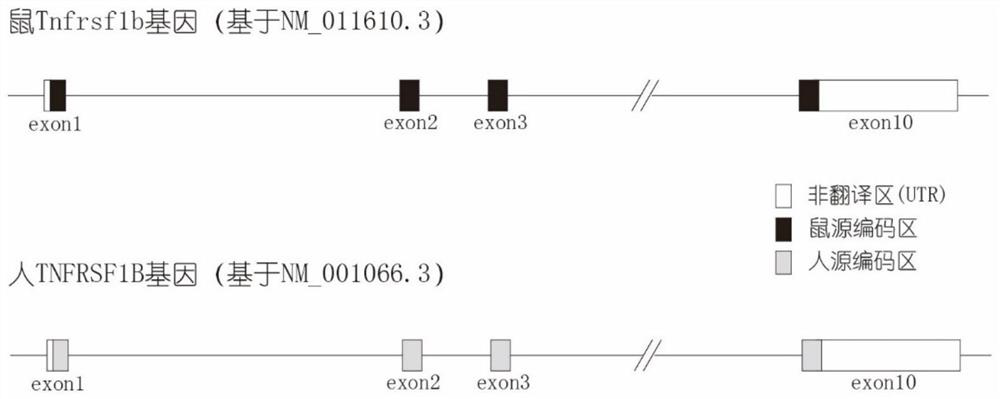 Construction method and application of TNFRSF1B gene humanized animal model