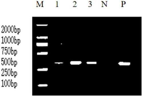 Culture method and application of lawsonia intracellularis