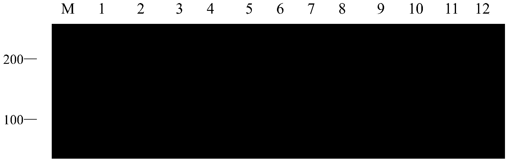 Method for identifying fraxinus chinensis species by virtue of SSR (Simple Sequence Repeat) fingerprint spectrum