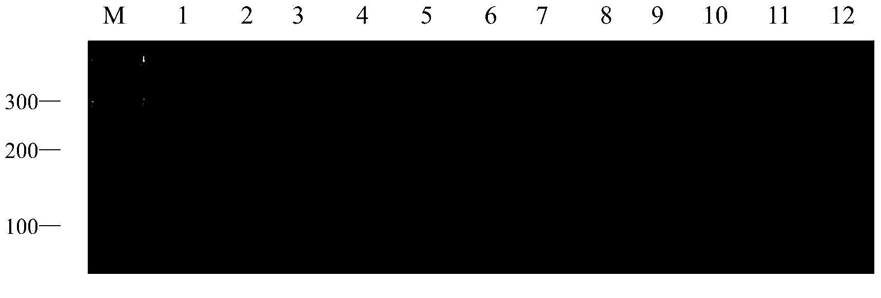 Method for identifying fraxinus chinensis species by virtue of SSR (Simple Sequence Repeat) fingerprint spectrum