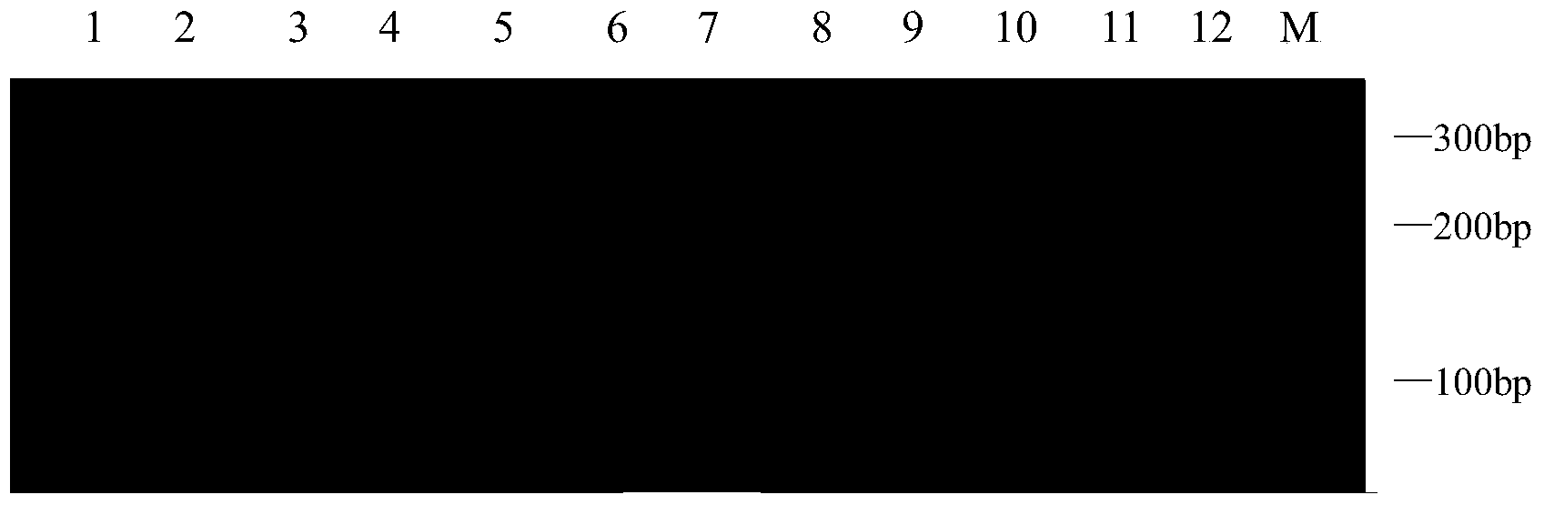 Method for identifying fraxinus chinensis species by virtue of SSR (Simple Sequence Repeat) fingerprint spectrum