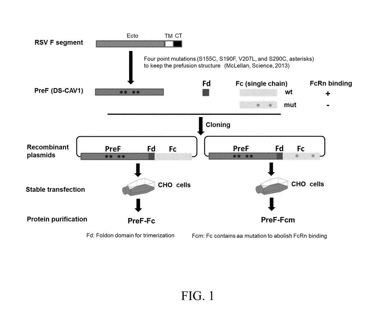 FCRn-Targeted Mucosal Vaccination Against RSV