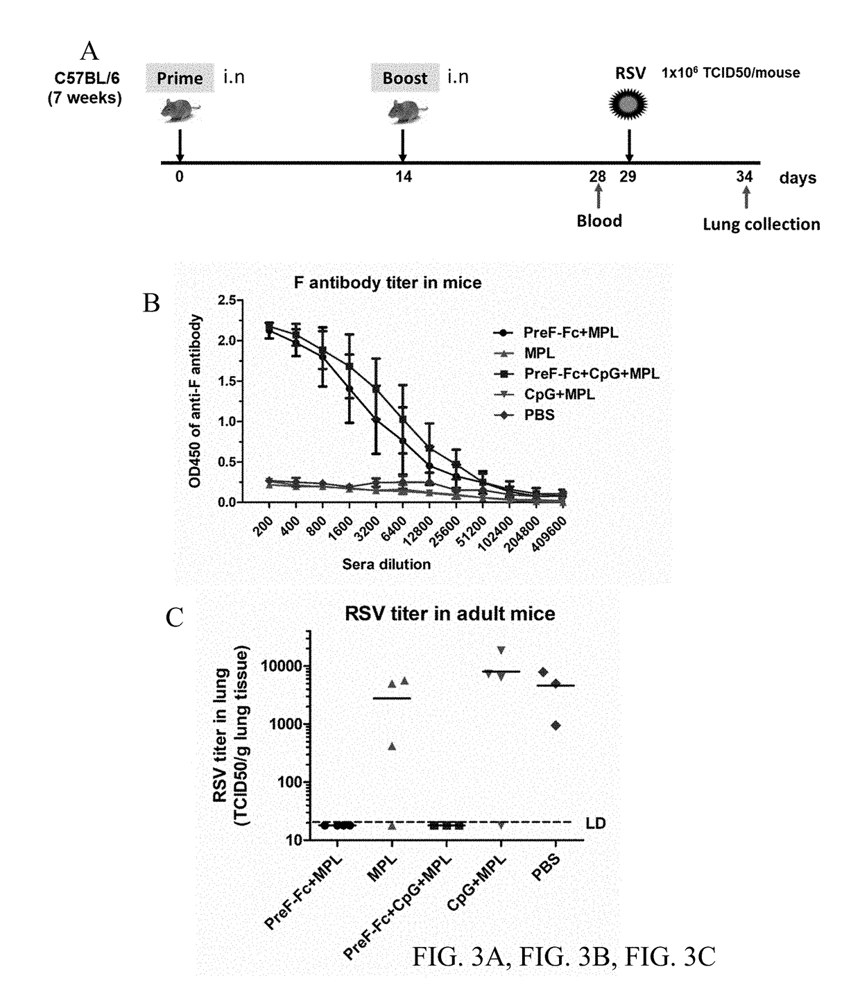 FCRn-Targeted Mucosal Vaccination Against RSV