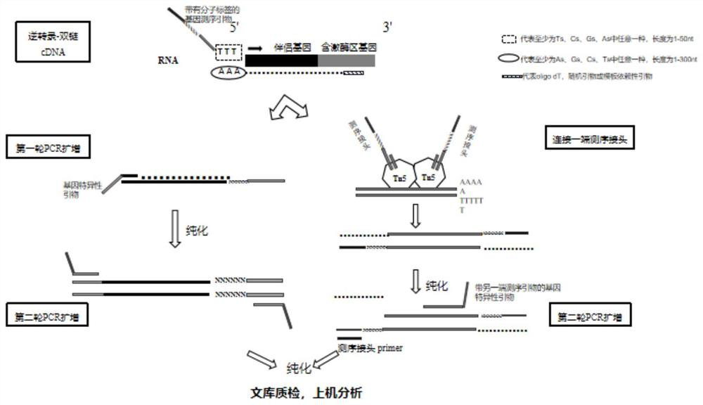 Method and kit for organism fusion gene detection and fusion abundance quantification