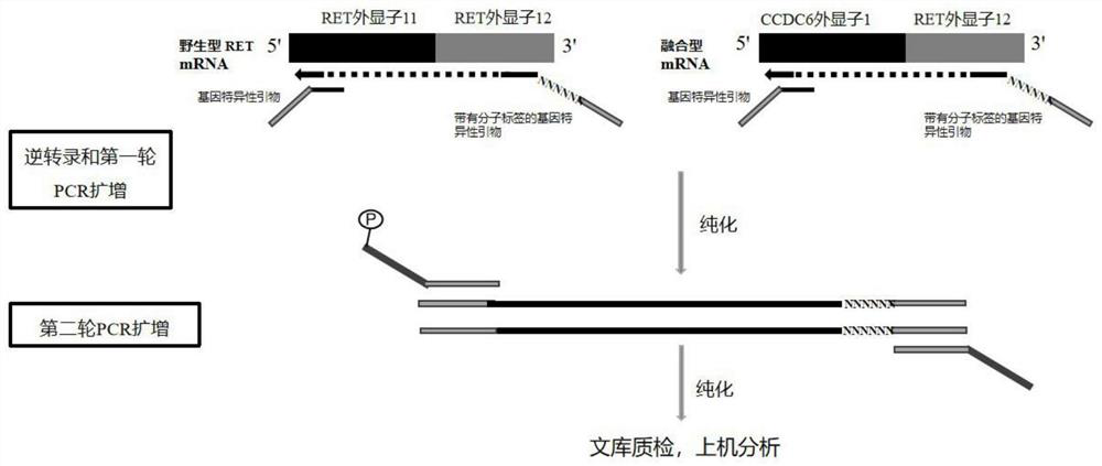 Method and kit for organism fusion gene detection and fusion abundance quantification