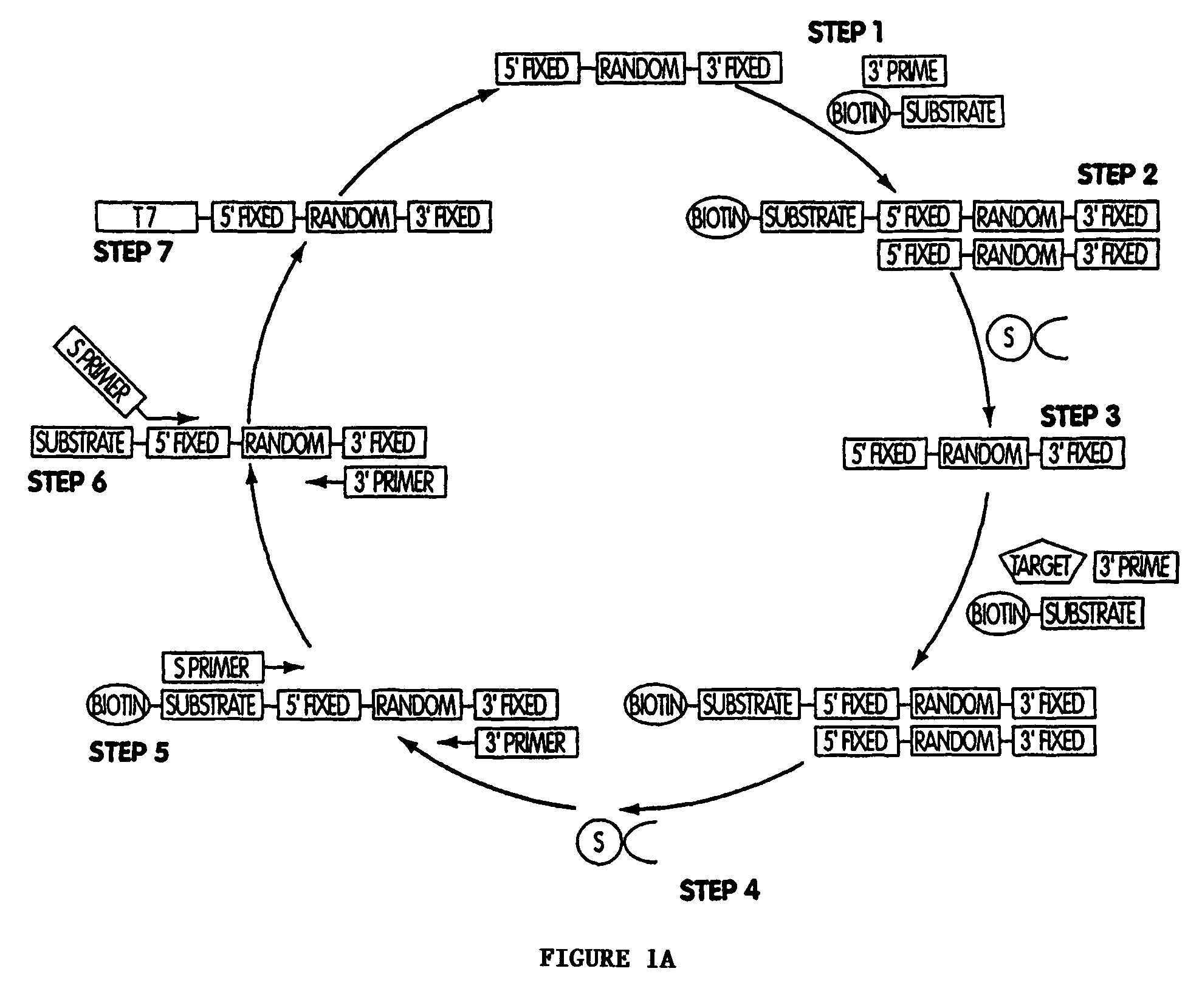 Nucleic acid sensor molecules and methods of using same