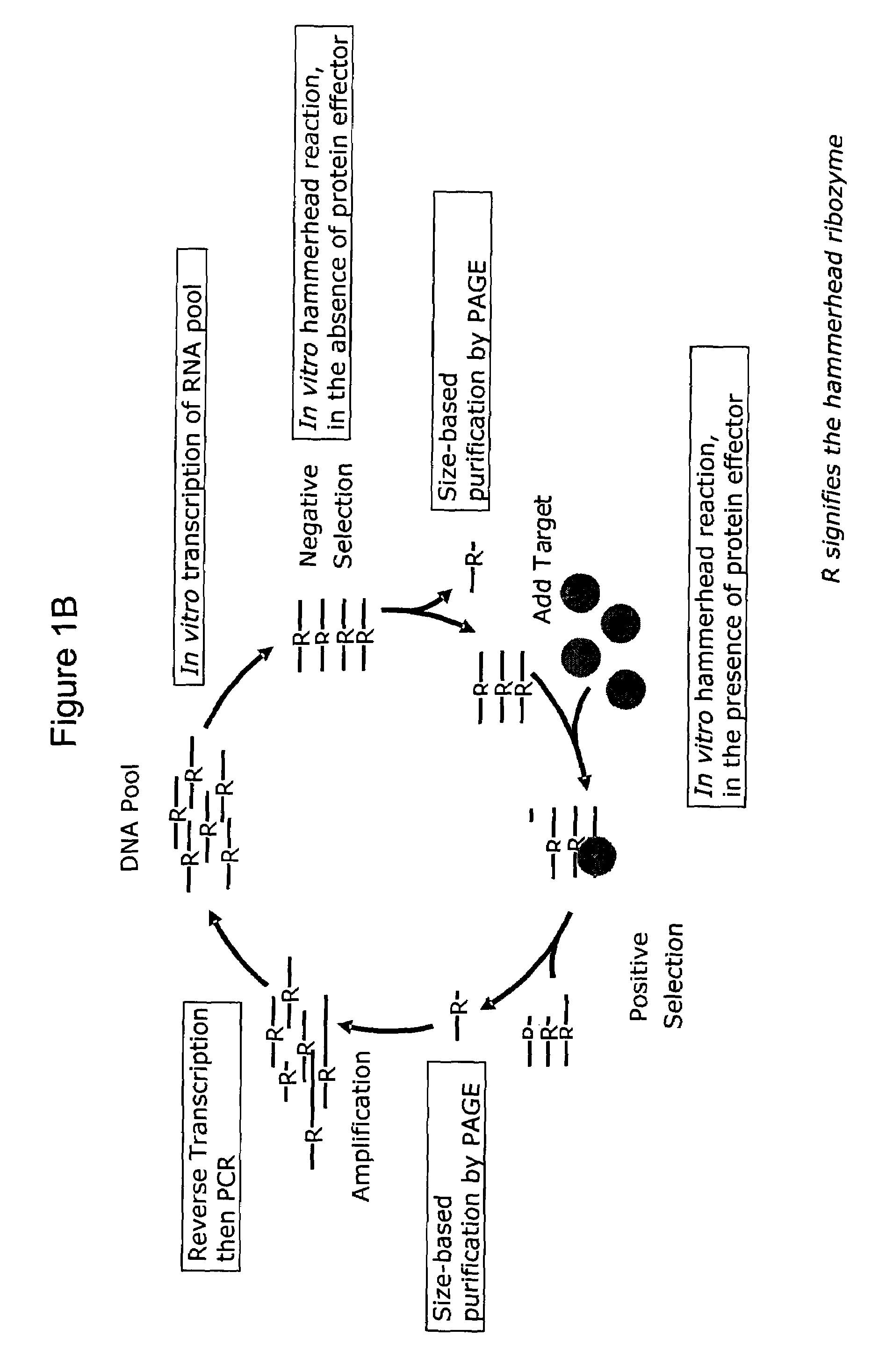 Nucleic acid sensor molecules and methods of using same