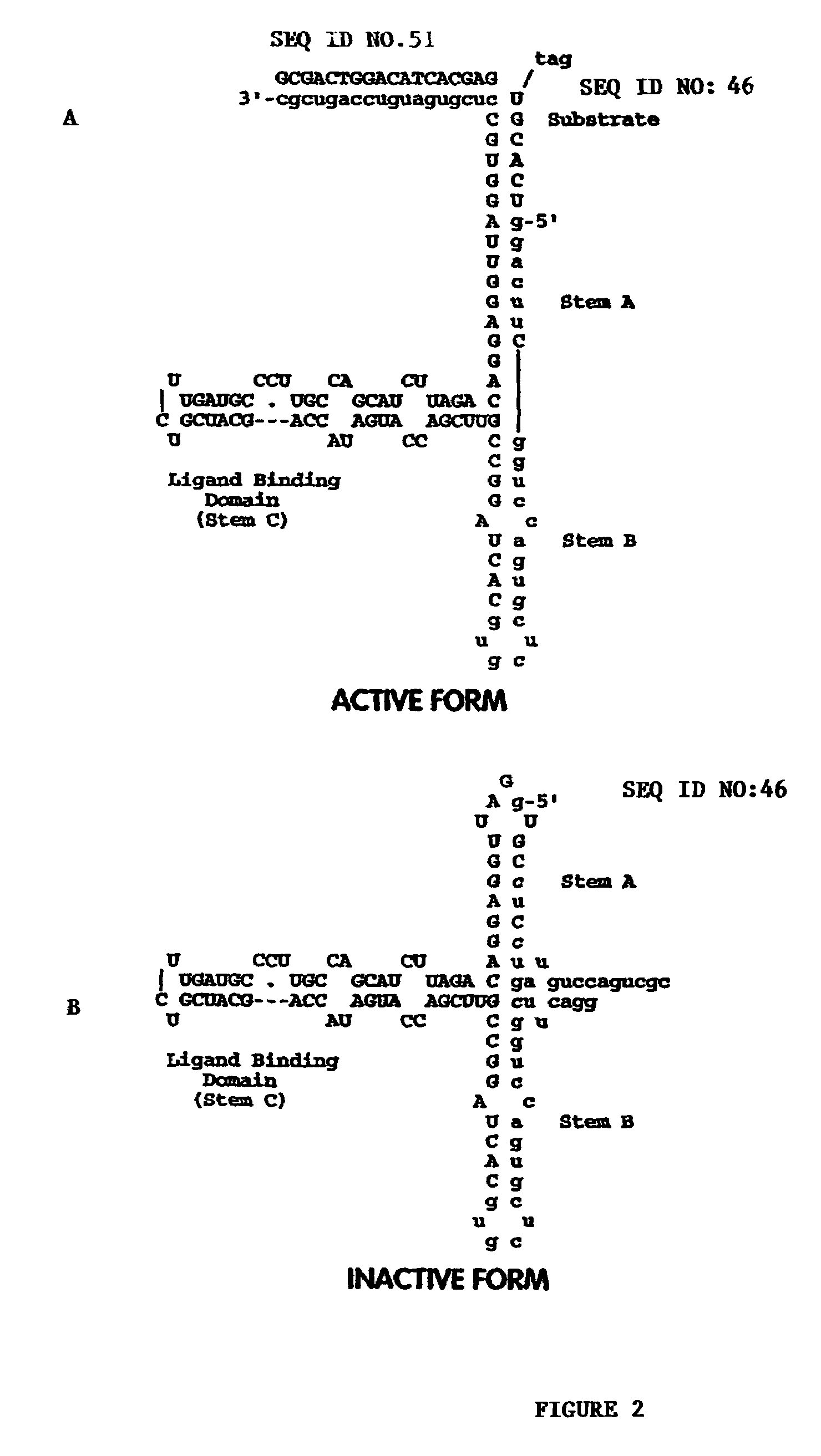 Nucleic acid sensor molecules and methods of using same