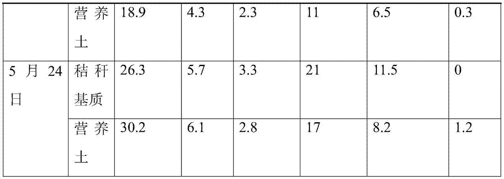 Soilless straw matrix of rice dry-raising water pipe and seedling culture method