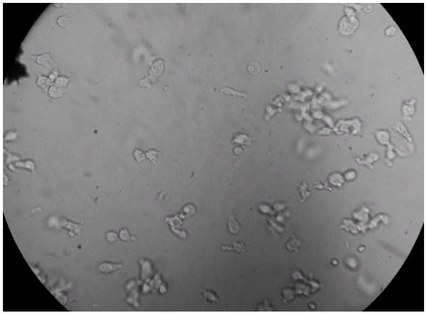 In-vitro culture kit for EBV-CTL