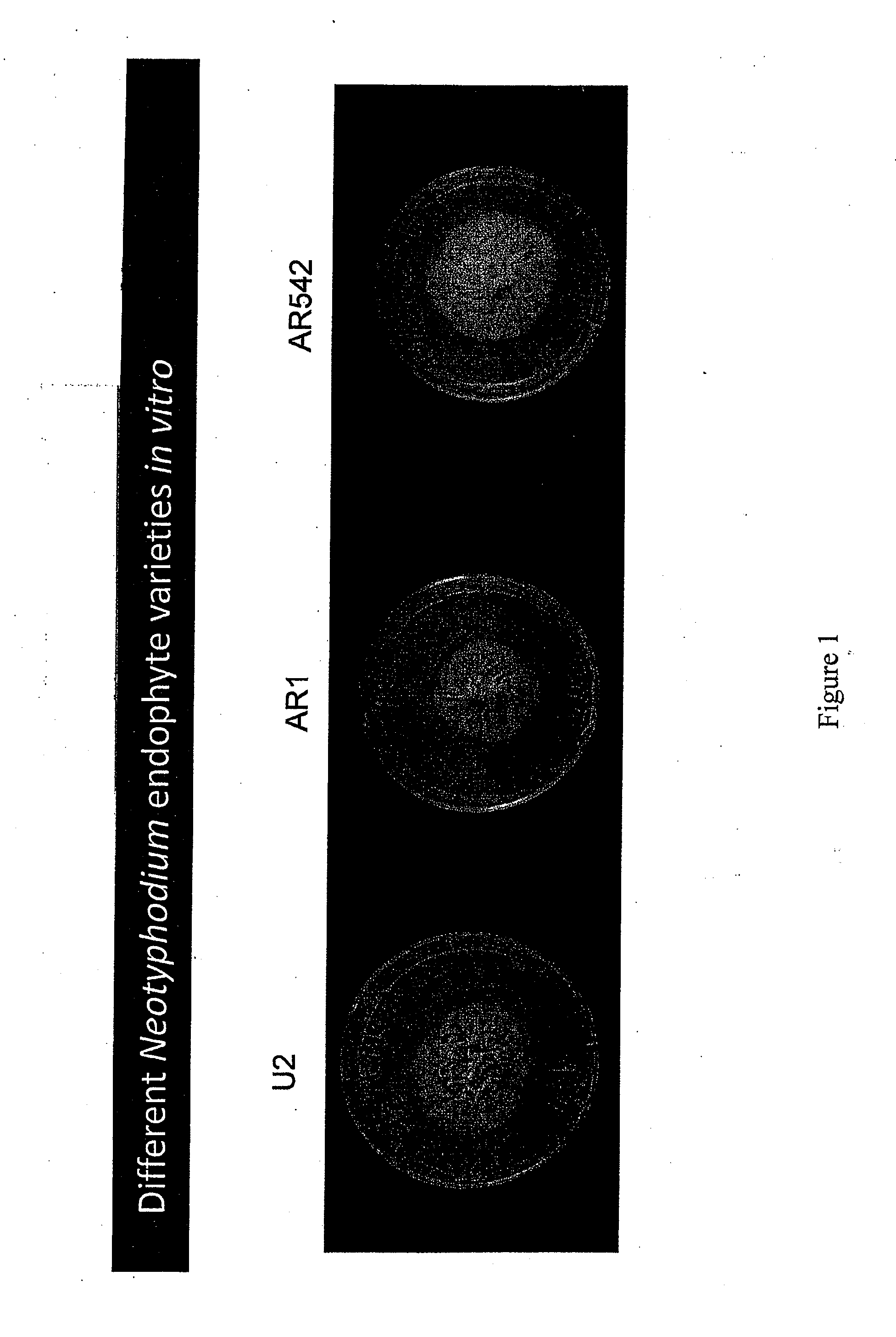 Grass endophyte