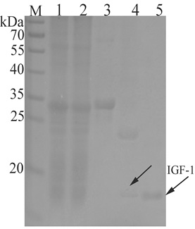 A low-cost preparation method of igf-1 and its application