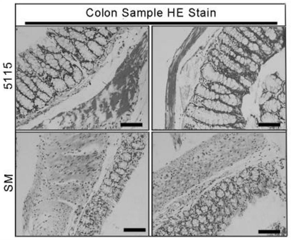 Lactobacillus paracasei fermented milk (powder), preparation method thereof and application of lactobacillus paracasei fermented milk (powder) in elimination of intestinal barrier damage