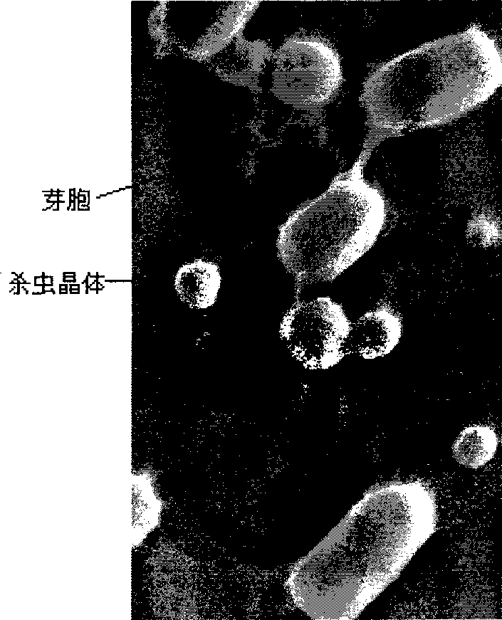 Bacillus thuringiensis YWC2-8 and application thereof