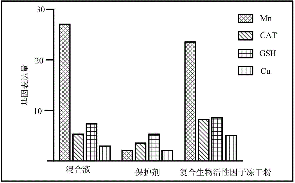 Composite bioactive factor freeze-drying method and composite bioactive factor freeze-dried powder