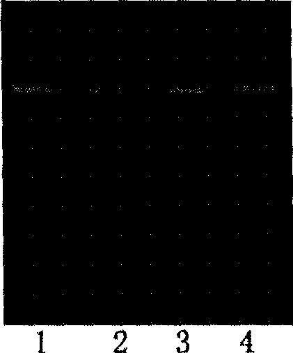 Method for taking off endotoxin in primary pure plasmids or proteins, and kit