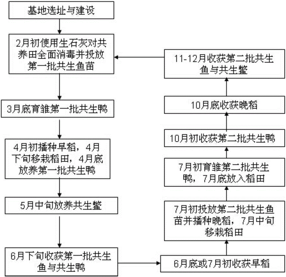 Rice-turtle-fish-duck four-in-one ecological symbiosis production method suitable for two-crop-a-year paddy field in south