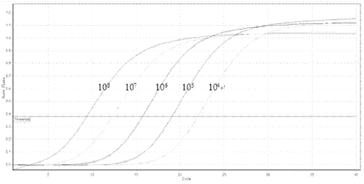 Method for establishing number of Fusarium sp. copies in rhizosphere soil in growth period of transgenic rice by fluorescence real-time quantitative PCR (polymerase chain reaction)