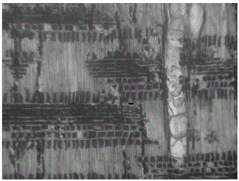 Wood softening agent and preparation method, wood softening method and wood slice manufacturing method