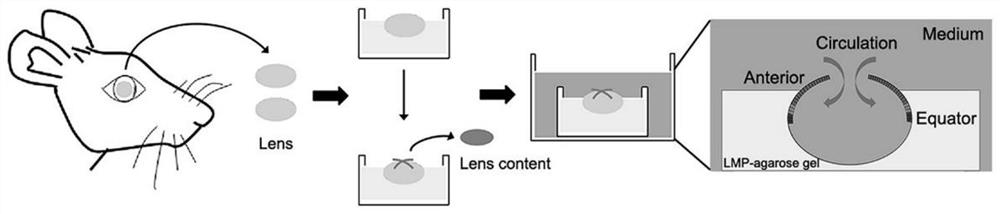 Full capsular bag culture regeneration crystalline lens model as well as construction method and application thereof