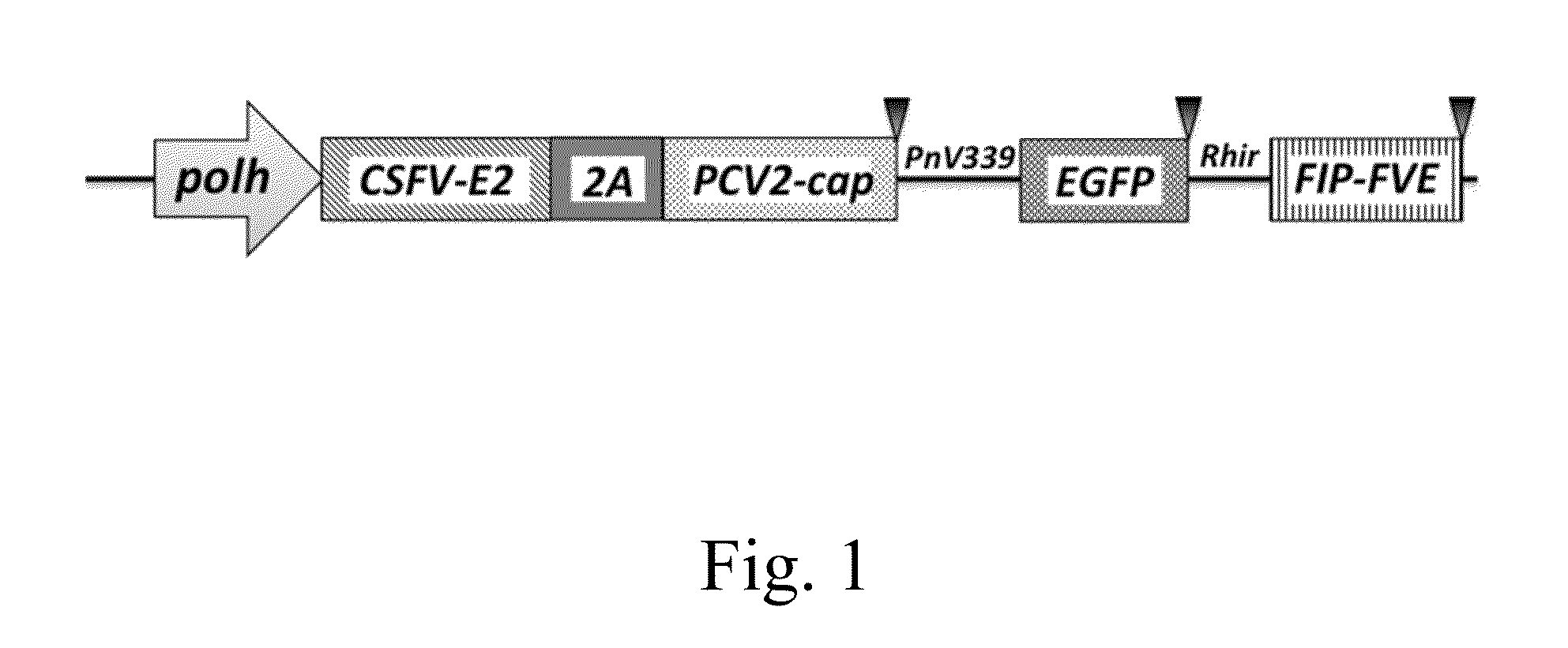 Novel recombinant baculovirus vector and uses thereof