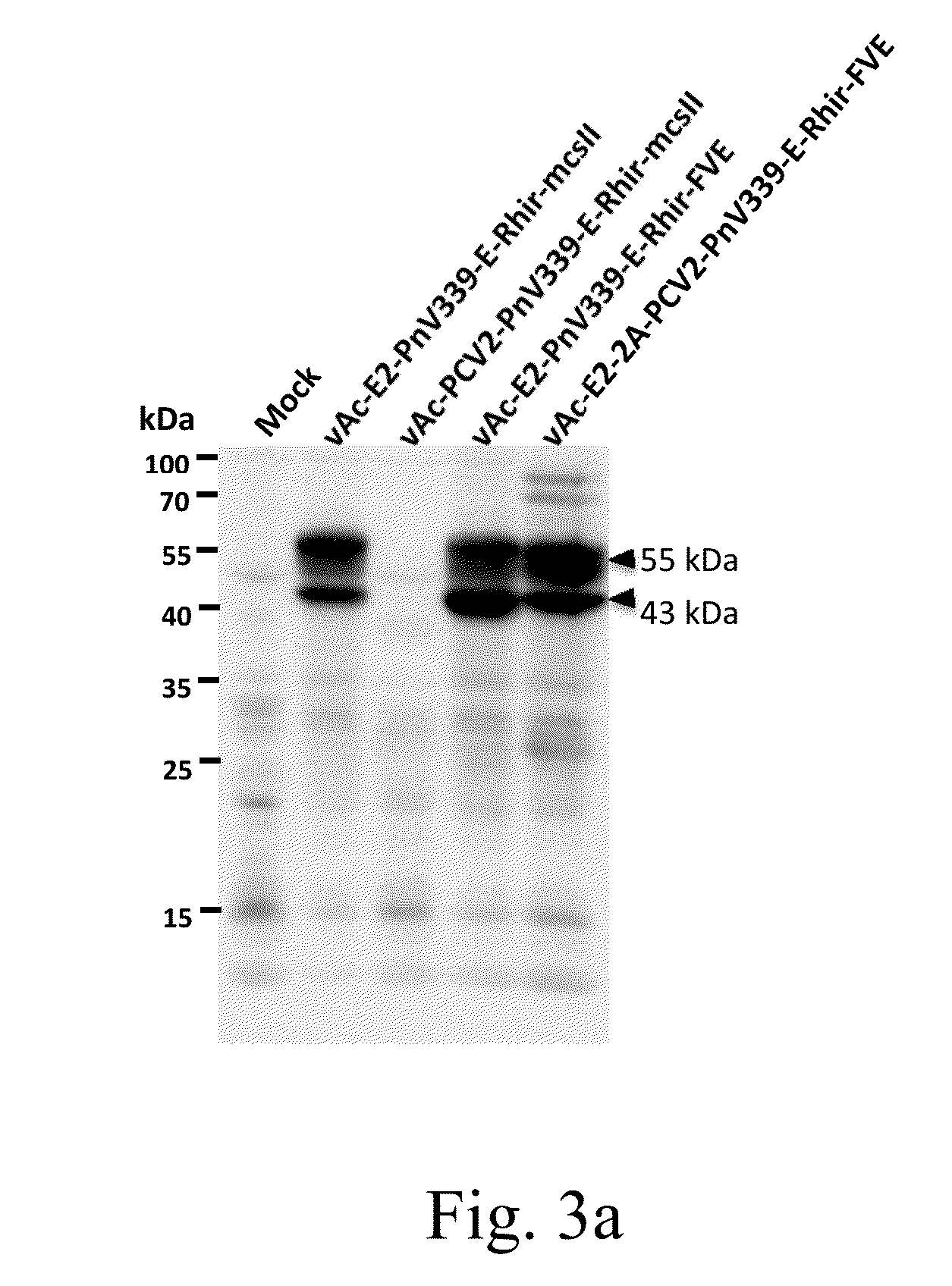 Novel recombinant baculovirus vector and uses thereof