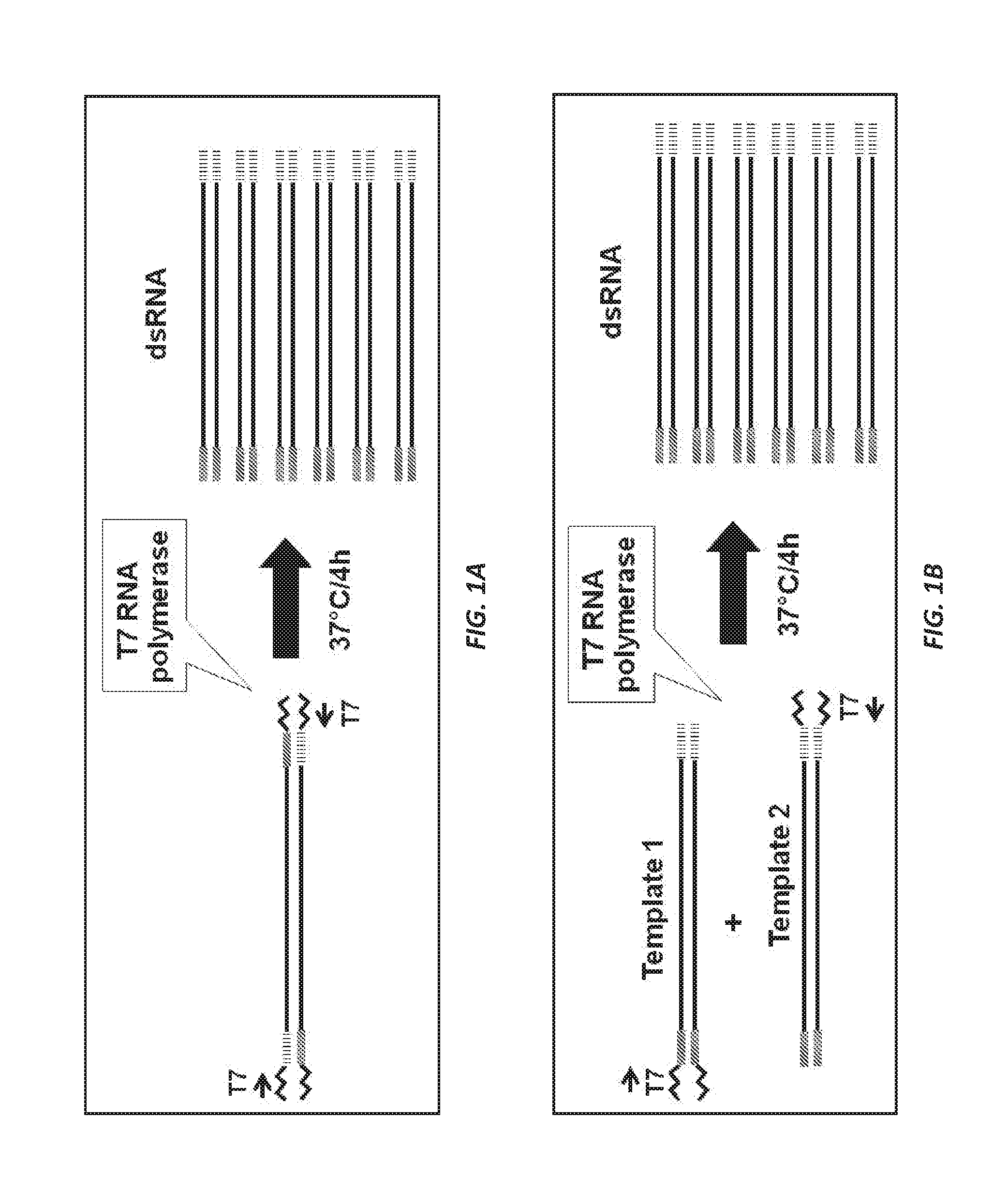 Parental rnai suppression of hunchback gene to control hemipteran pests