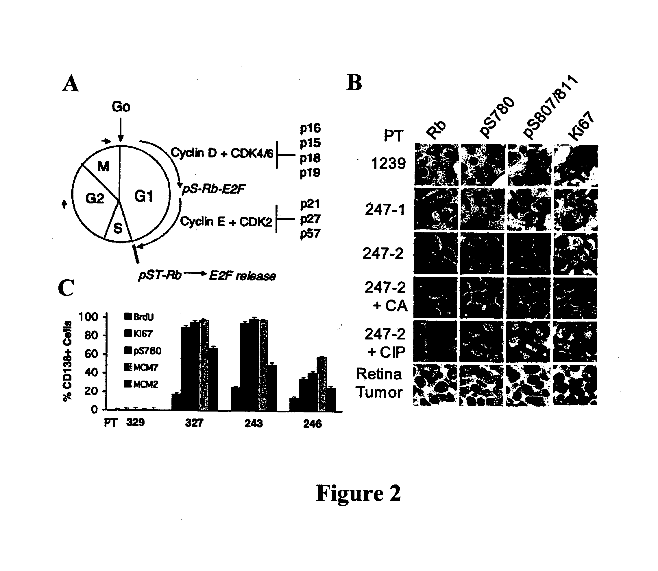 Functional Immunohistochemical Cell Cycle Analysis as a Prognostic Indicator for Cancer