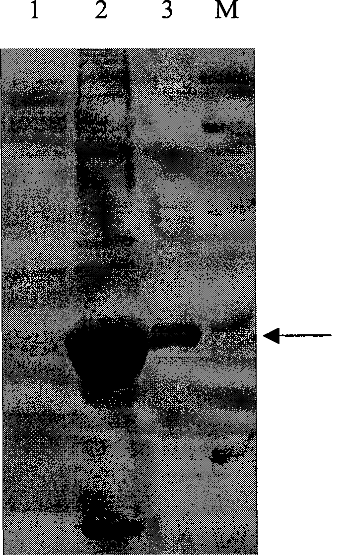 Balsm-pear-seed ribosome inactivated protein and its coding gene and use