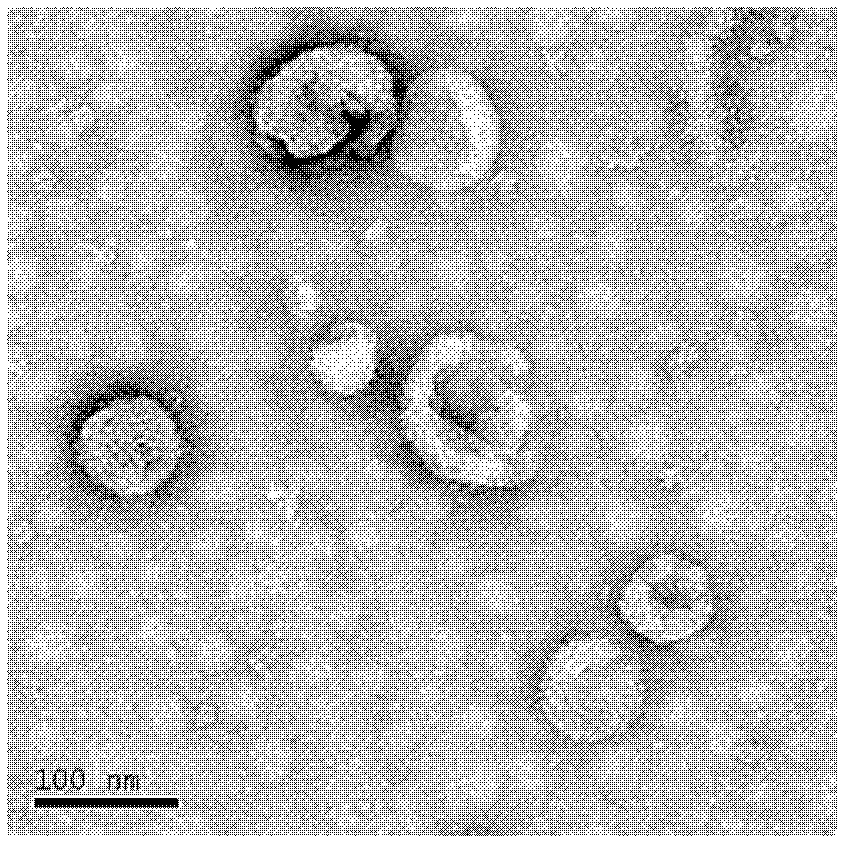 Antigen composition, preparation method and application of antigen composition and tumour vaccine