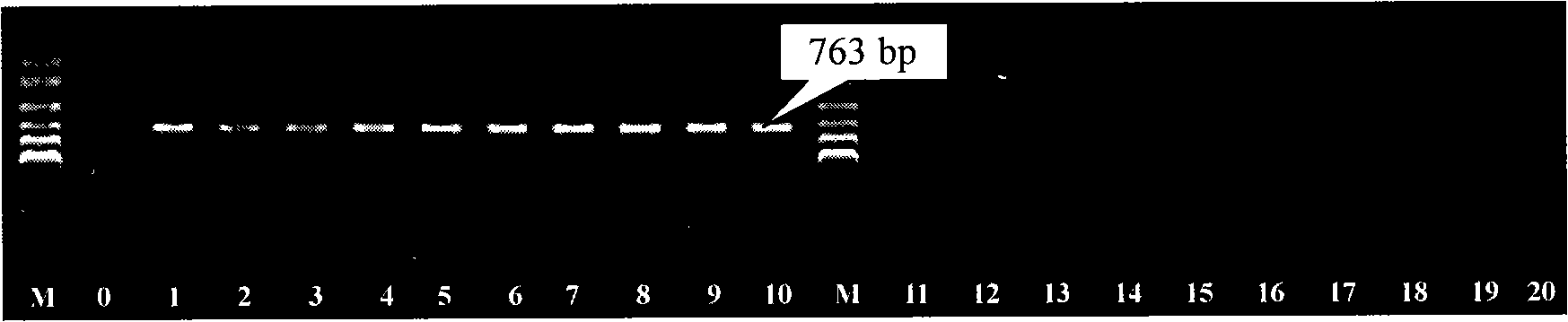 Specific molecular marker capable of identifying sea-tangle female and male gametophytes