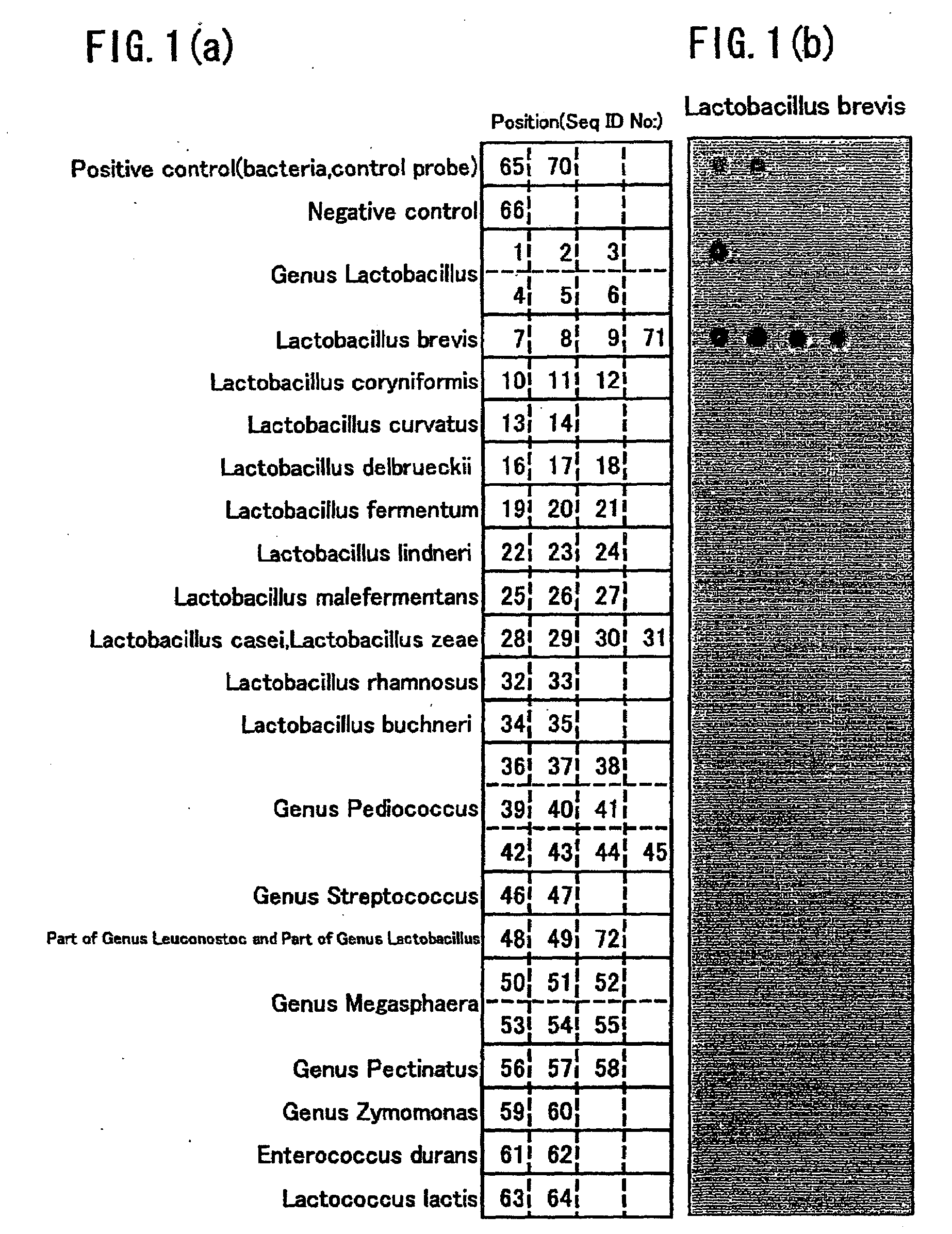 Bacteria Detecting Instrument, Bacteria Detecting Method, and Bacteria Detecting Kit