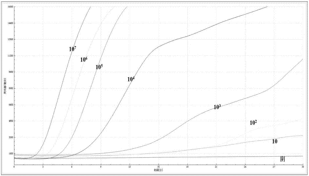 Fluorescent RT-RAA primer for detecting A(H1N1) virus, and probe and detection method