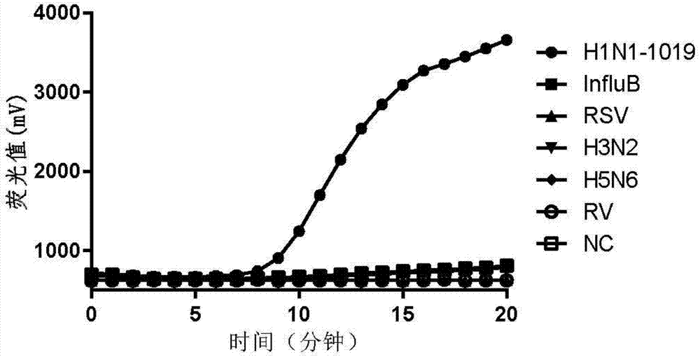 Fluorescent RT-RAA primer for detecting A(H1N1) virus, and probe and detection method