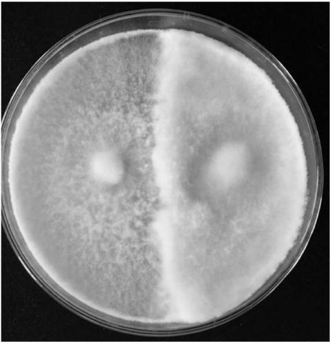 High-yielding dextran-brown mushroom strain and its cultivation method and application