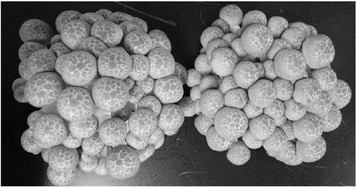 High-yielding dextran-brown mushroom strain and its cultivation method and application